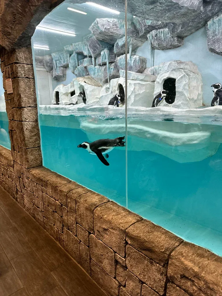 delfin