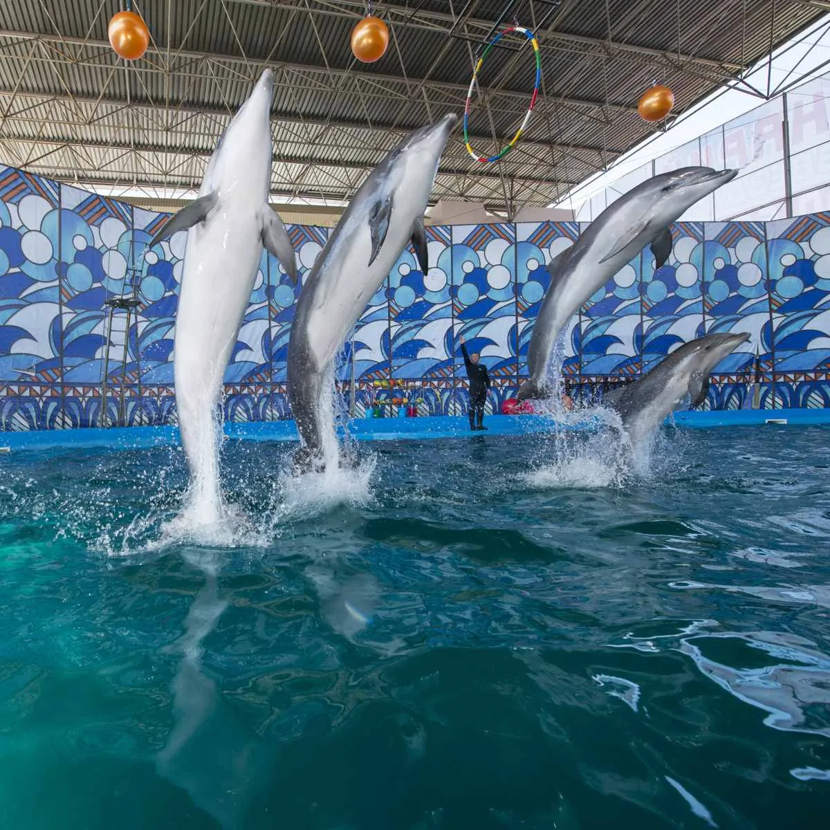 delfin2